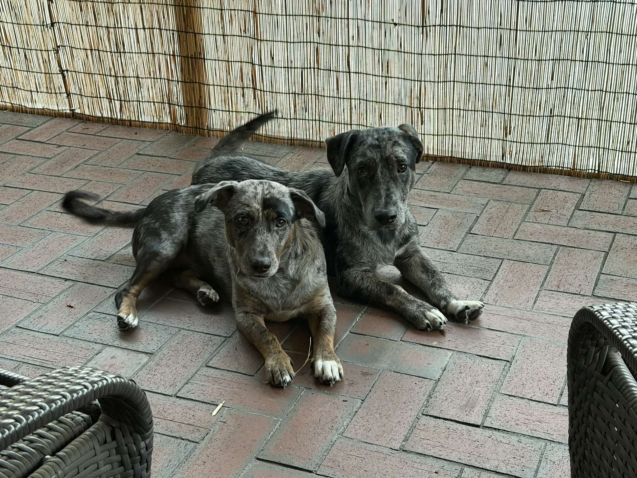 Smoky and Belle, the dogs who came after
